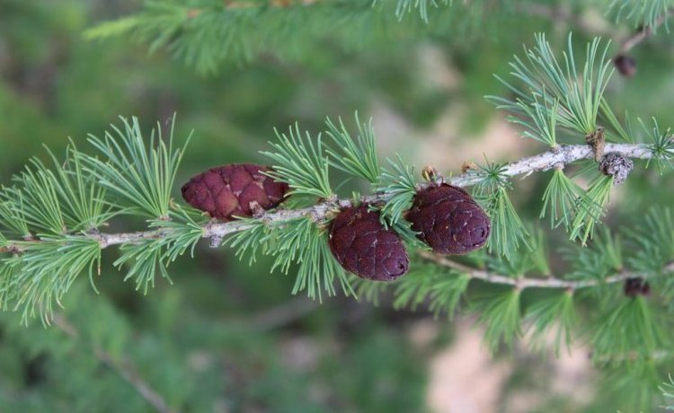 Гостиница Boyarskiy Dvor Andreevskiy Байкальск