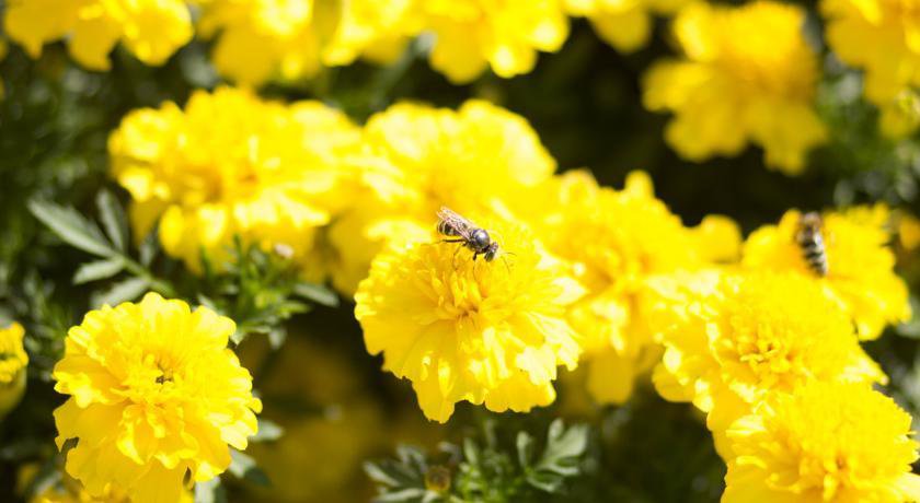 Гостиница Boyarskiy Dvor Andreevskiy Байкальск