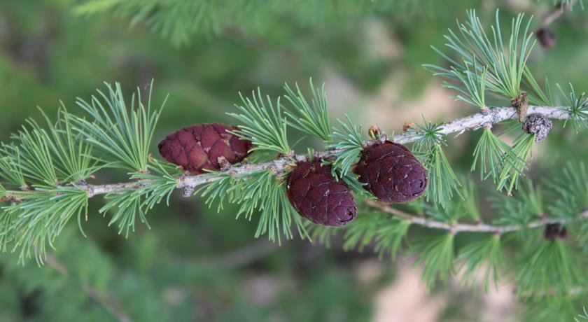 Гостиница Boyarskiy Dvor Andreevskiy Байкальск