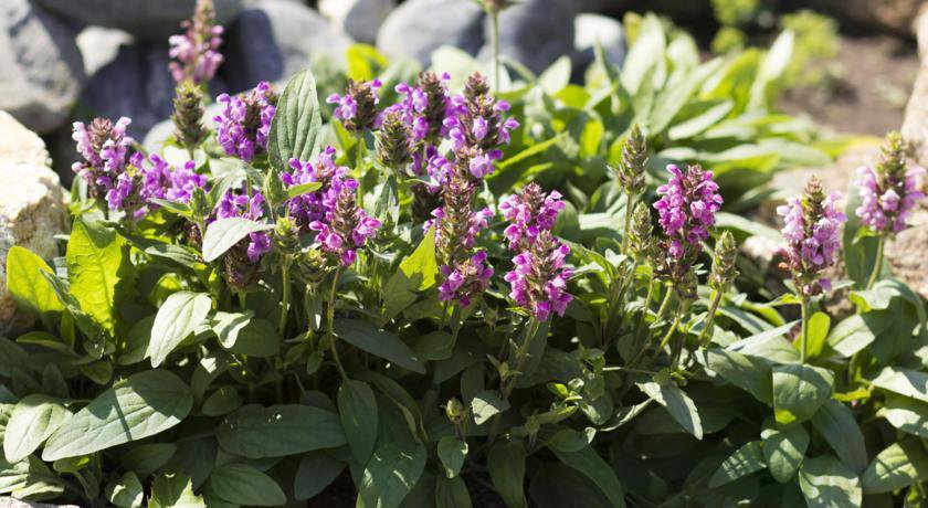 Гостиница Boyarskiy Dvor Andreevskiy Байкальск